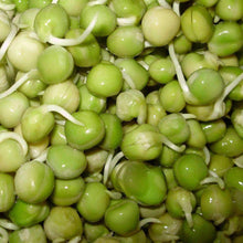 Load image into Gallery viewer, Organic Green Pea Sprouting Seeds (8 ounces)
