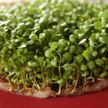 Load image into Gallery viewer, Organic Red Clover Sprouting Seeds (4 ounces)