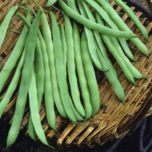 Load image into Gallery viewer, Organic Kentucky Wonder Beans (15g)