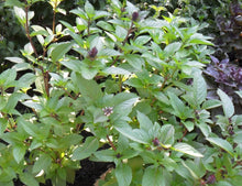 Load image into Gallery viewer, Organic Cinnamon Basil Herb Seeds (250mg)