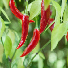 Load image into Gallery viewer, Urban Garden Seed Kit (12 packets inside)