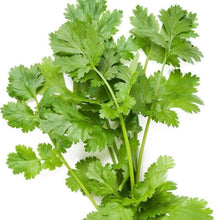 Load image into Gallery viewer, Organic Coriander-Cilantro Herb Seeds (500mg)