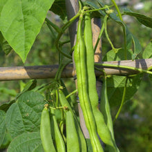 Load image into Gallery viewer, Organic Blue Lake Bush Beans (30g)
