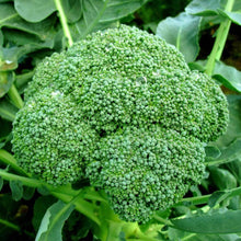 Load image into Gallery viewer, Organic Green Sprouting Calabrese Broccoli Seeds (500mg)