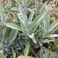 Load image into Gallery viewer, Organic Sage Herb Seeds (400mg)